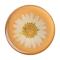 PopSockets PopSockets Avtagbart Grip med Ställfunktion Premium Pressed Flower White Daisy - Teknikhallen.se